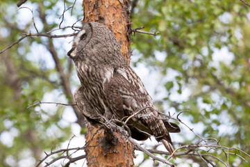 Great gray owl sitting on a tree branch close up