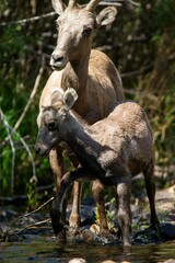 mother and baby bighorn sheep standing in a shallow stream in a forest.