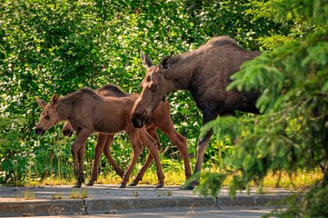 Moose family with a mother and two calves walking on a paved path through a green forest