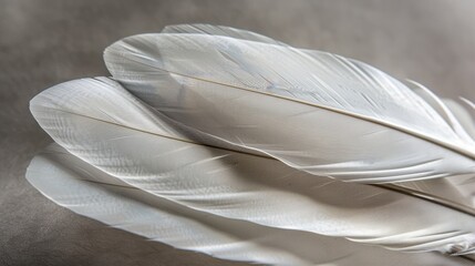 Wall Mural - Delicate White Feathers on Soft Background