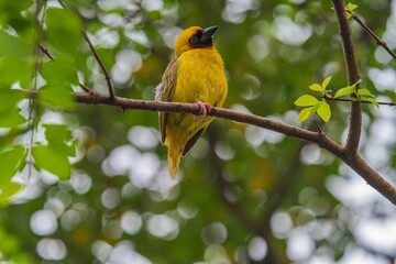 Yellow Bird Perched on a Tree Branch