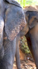 Wall Mural - Closeup vertical of an elephant standing and another one behind it, on a sunny day in Thailand