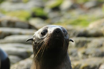 Wall Mural - curious seal close-up