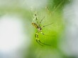 © Wirestock - Colorful spider on web with blurred green background.