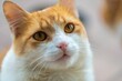 © Wirestock - Closeup portrait of an orange and white cat with beautiful eyes against blurred background