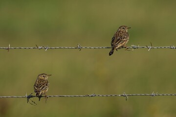 Two birds perched on barbed wire.