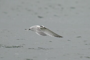 White bird in flight over calm water