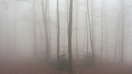 Thick fog in the autumn forest with the orange foliage on the ground