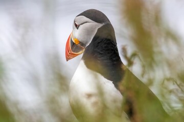 Close-up of an Atlantic puffin with a colorful beak, partially obscured by foliage