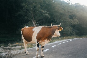 Cow standing on a rural road with forest background.