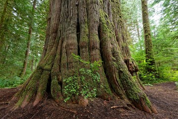 Close-up of a giant tree trunk in a lush forest