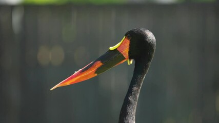 Wall Mural - Closeup portrait slow motion footage of a saddle-billed stork walking under bright sunlight