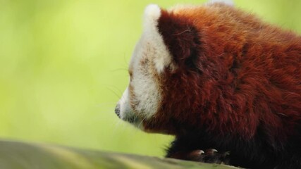 Wall Mural - Slow motion closeup footage of a red panda relaxing on a tree branch on a sunny day