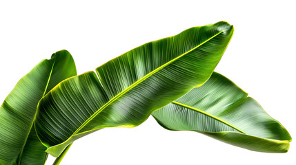 Green fresh banana leaves isolated on white background