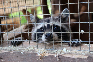 raccoon in cage