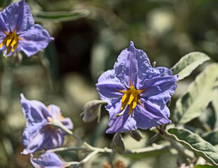 Wall Mural - Close up of violet Flower