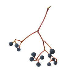 Wall Mural - Small blue berries of wild grape (Parthenocissus) isolated on white or transparent background