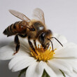 © Nur alam - Bee on a flowers