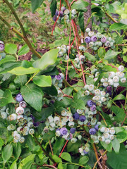 Wall Mural - small blueberries tree