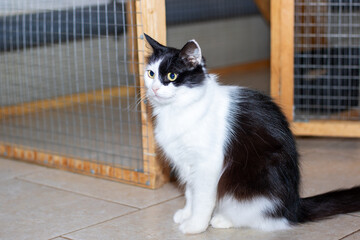 A black and white colored feline creature seated near a compartment