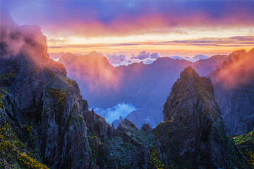 Mountains on sunset covered in fog and clouds with blooming Cytisus shrubs. Near Pico de Arieiro , Madeira island, Portugal