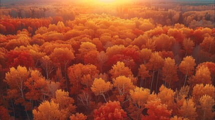 Poster - A maple trees at sunrise. Aerial high view.