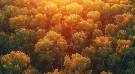 Poster - A maple trees at sunrise. Aerial high view.