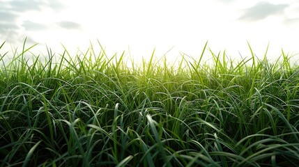 Poster - Fresh green grass, Green grass field on white background.