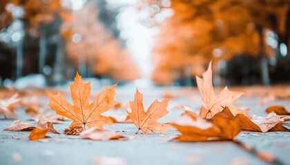 Orange maple leaves on the ground in a blurred autumn backdrop