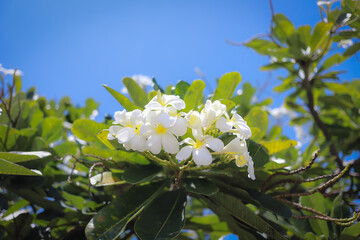 Wall Mural - Close-up of white plumeria flowers and green leaves against a clear blue sky.