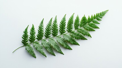 Wall Mural - Delicate Fern Leaf with Intricate Patterns on White Background