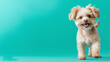 © mittpro - National Pet Day Cuteness. A playful dog standing proudly in front of a teal background