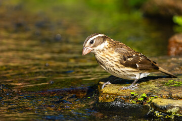 Wall Mural - female rose-breasted grosbeak perched on a rock