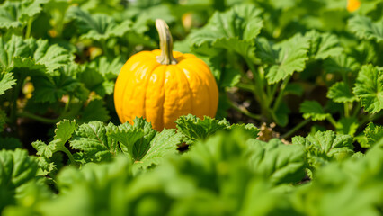 Sticker - yellow squash nestled green foliage