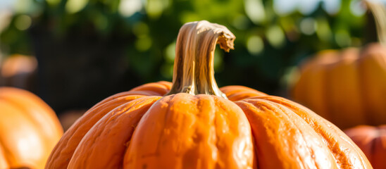 Canvas Print - ripe pumpkin with warm hue