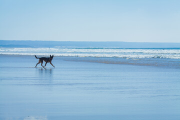 this lively beach photograph features two dogs running along the shoreline