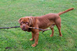 © lexashka - A large dog holds a huge stick in its mouth. A dog on a walk carries a stick in its teeth. A purebred mastiff on a walk