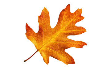 Wall Mural - Dried, orange oak leaf with veins, isolated against white background.
