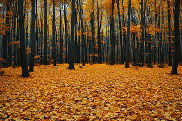 Canvas Print - Vibrant autumn forest with fallen leaves in a serene woodland area