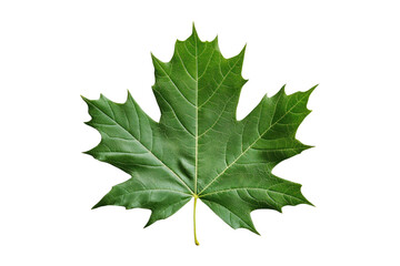 Wall Mural - Single green maple leaf