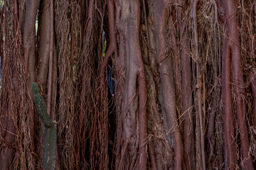 tree roots texture background