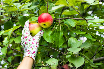 a man wearing gardening gloves picks an apple from a tree.  a gloved hand picks an apple from a branch. a hand will pick a ripe apple.