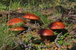 © Александр Катаржин - Russia, Eastern Siberia, Buryatia. Butter mushrooms in the Sayan Mountains overgrown with impassable taiga in the height of summer.