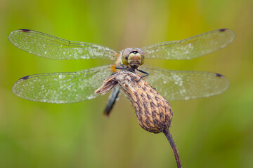 Wall Mural - female keeled skimmer dragonfly - orthetrum coerulescens perching sits on a dry flower in its natura