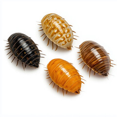lice isolated