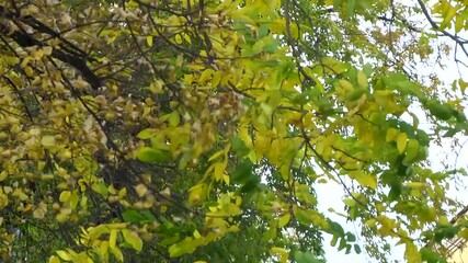 Wall Mural - Yellow leaves in the wind on a sunny autumn day.