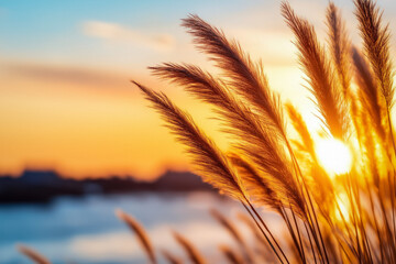 Sunset Grass