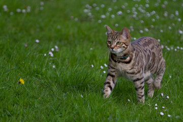 Pictures of domestic Bengal Cats