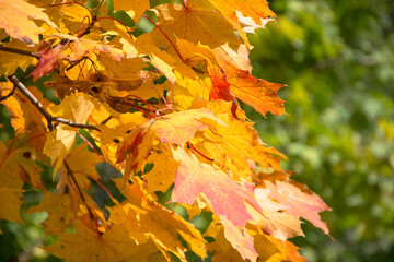 Autumn colorful maple leaves on tree in warm sunny rays as background. Season weather. Close up. Outdoors.