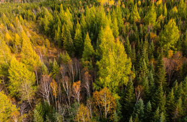 Wall Mural - canadian autumn, aerial view of colourful forest in quebec